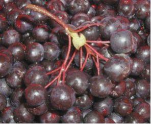 surbær__aron__storbladet__melanocarpa_aronia__