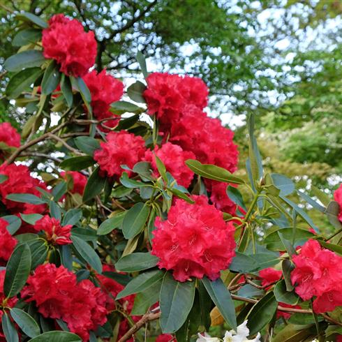 rhododendron__rød__leveres_i_p15_potte__markeetas_prize_