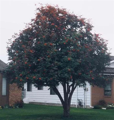 røn__japansk_røn__sorbus_decora__haveplanter_allétræer_