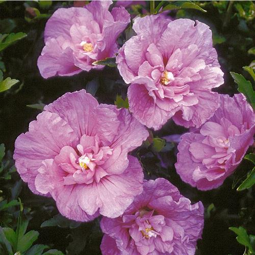 syrisk_rose__lavender_chiffon__lavendelblå__hibiscus_lavender_chiffon__haveplanter_