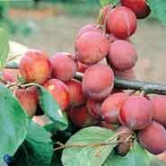 jubileum__blomme__rødlilla__prunus__