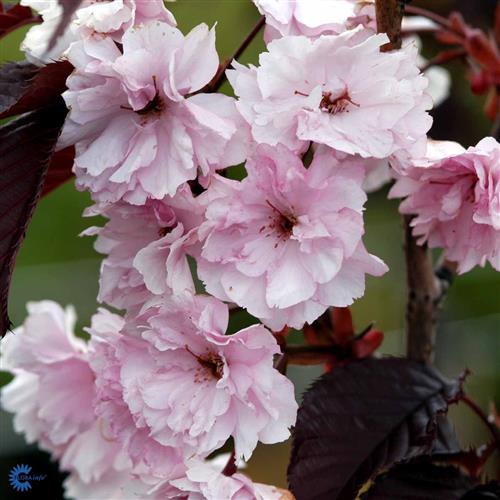 japansk_kirsebær__royal_burgundy__prunus_serrulata_royal_burgundy__vaseformet__haveplanter_allétræer