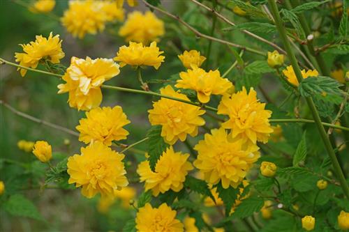 ranunkelbusk__kerria__gul__japonica_pleniflora_
