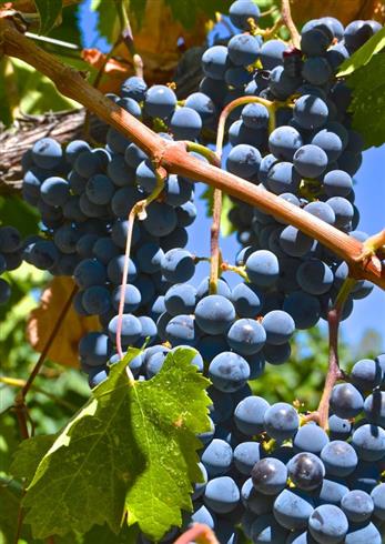 vindrue__cabernet_sauvignon__blå__6570_cm_med_potte__vitis__vinstok__