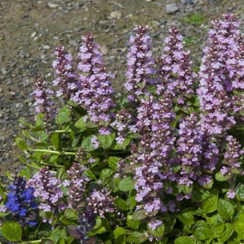 krybende_lÆbelØs__ajuga__reptans__purple_torch_