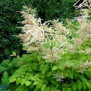 astilbe__hvide_blomster__arendsii_brautschleier_