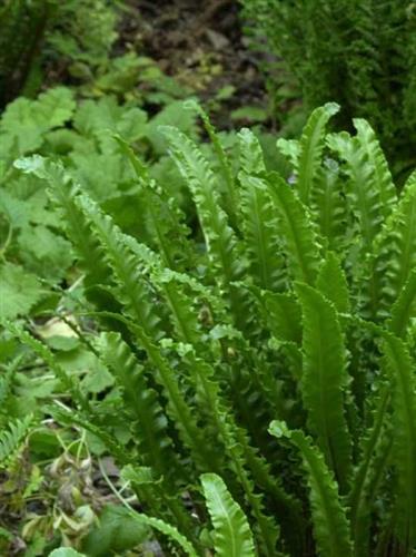 hjortetunge__asplenium__scolopendrium__angustatum_