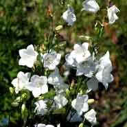 campanula__smalbladet_klokke__hvid__persicifolia_alba_