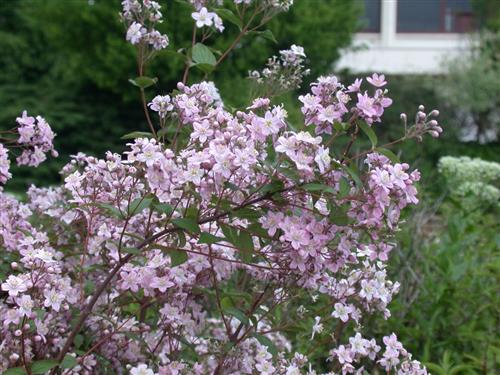 stjernetop__carminea_rosea__hvidrosa__5080_cm_med_potte_eller_klump__deutzia_