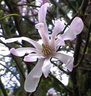 stjernemagnolie__loebneri__hvid__magnolia__haveplanter__
