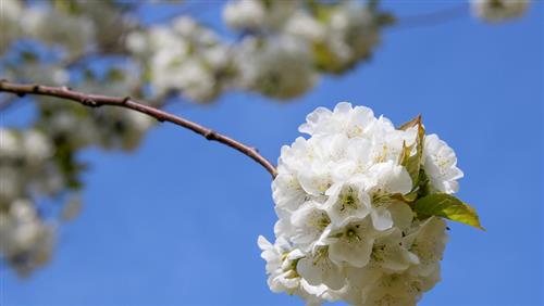 japansk_kirsebær__schnee__prunus_gondouinii_