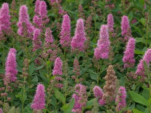 spiræa__triumphans__rosarød__80120_cm_med_potte_eller_klump__spiraea_billardii__