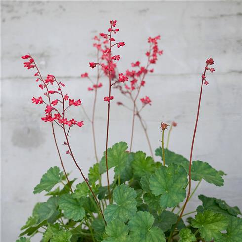 alunrod__heuchera_sanguinea_splendens