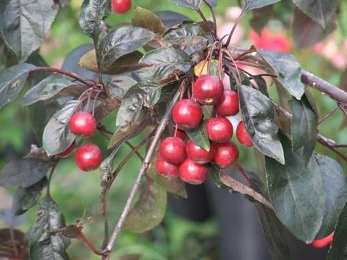 paradisæble__cardinal__rosa_blomster_og_røde_bæræbler__malus__