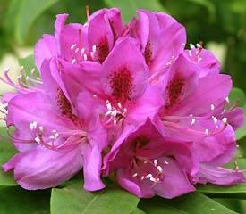rhododendron__lyserød__leveres_i_p13_potte__anah_kruschke_