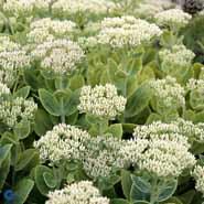 kinesisk_sankthans_urt__hvide_blomster__sedum__spectabile__stardust_