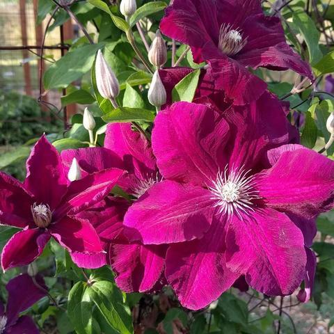 clematis__rouge_cardinal__dybrøde_fløjelsagtige_blomster__leveres_med_potte__storblomstrende__mp-34_