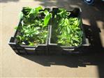 Hosta. Blandet hostakasser med 24 stk. assorteret, med mindst 6 sorter..