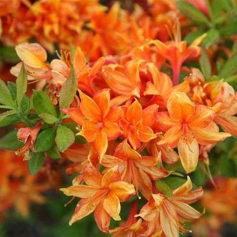 azalea__orange__golden_eagle_