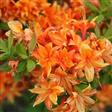 Azalea Hæk planter