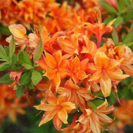 azalea__golden_eagle__orange__4050_cm_med_potte__mp-42_