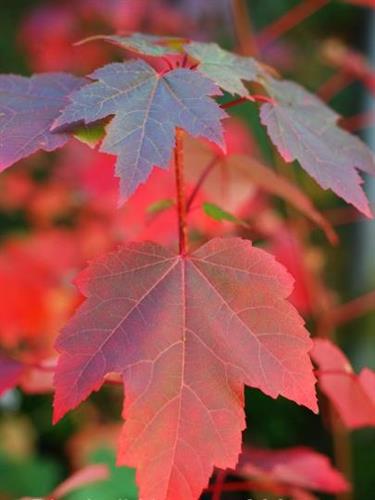 rød_løn__october_glory__oktober_løn__acer_rubrum_october_glory__haveplanter_allétræer_