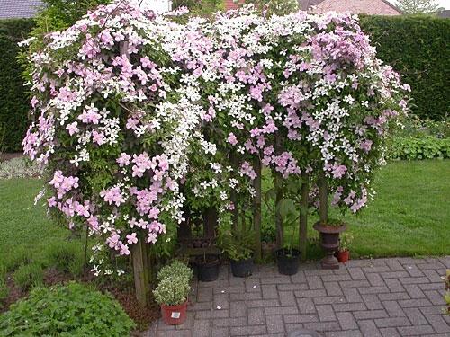 clematis__montana__rubens__sart_rosa_farve__leveres_med_potte__småblomstrende__mp-34_