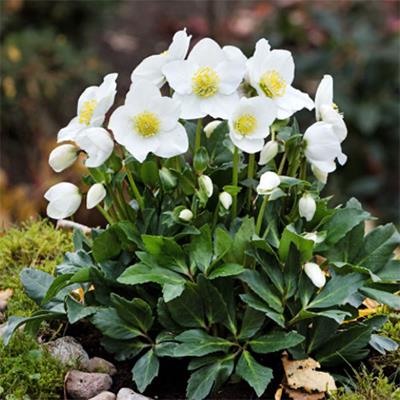 julerose__helleborus_niger