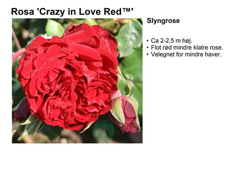 crazy_in_love_red__rød__slyngrose__