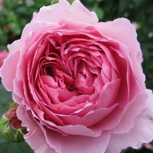 princess_alexandra_of_kent__rosa__engelsk_rose_