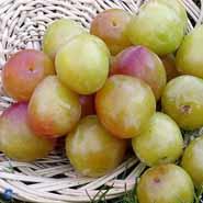 mirabelle__first__prunus_cerasifera_
