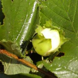 hasselnødder__corylus_bolviller__5080_cm__leveres_barrodet__frugtbusk__med_2-3_cm_store_brune_nødder__modnes_når_de_er_9-10_måneder__corylus_bolviller__