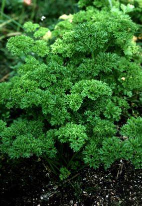 kruspersille__petroselinum_crispum_
