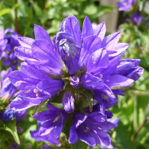 nøgleklokke__blålilla_blomster__campanula__glomerata_acaulis_