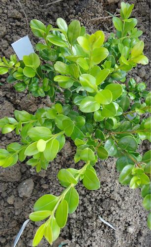 buksbom__småbladet__faulkner__1520_cm_med_potte_eller_klump__buxus_microphylla_faulkner__mp-35__