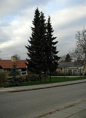 søjlegran__serbisk_gran__med_bløde_hængende_grene__picea_omorika_sibirica__cs_