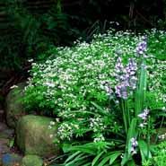 skovmærke__galium__odoratum_