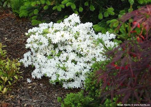 azalea__diamant_weiss__hvid__2530_cm_med_potte__mp-35_