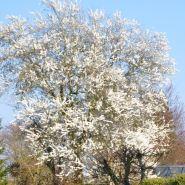 mirabelle__prunus_cerasifera__