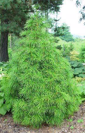 parasoltræ__sciadopitys_verticillata_