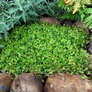 trædebregne__leptinella_dioica_minima_