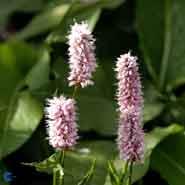 slangeurt__persicaria__bistorta_