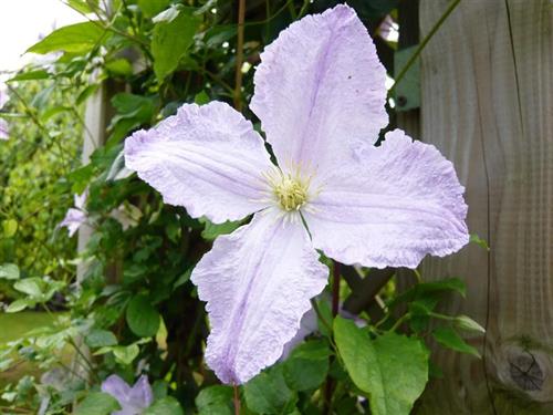 clematis__viticella__blue_angel__lyseblå__leveres_med_potte__storblomstrende__mp-34_