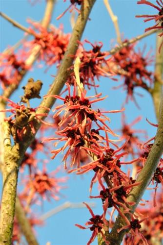 troldnød__ruby_glow__hamamelis_intermedia__haveplanter_