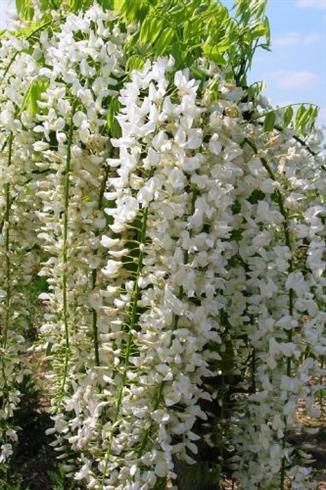 blåregn__floribunda_alba__hvid__4080_cm__med_potte_eller_klump__wisteria_floribunda_alba__