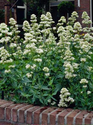 sporebaldrian__centranthus_ruber_albus