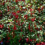 fuchsia__havefuchsia__magellanica__riccartonii_