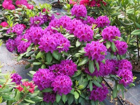 rhododendron__lilla__leveres_i_p15_potte__rasputin_