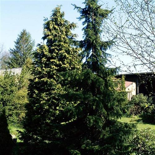 søjlegran__serbisk_gran__med_bløde_hængende_grene__picea_omorika_sibirica__cs_