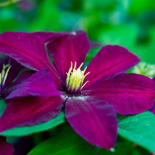 clematis__niobe__dyb_vinrød_bordeaux__leveres_med_potte__storblomstrende__mp-34_